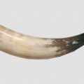 Горн охотничий (из рога) 27 см